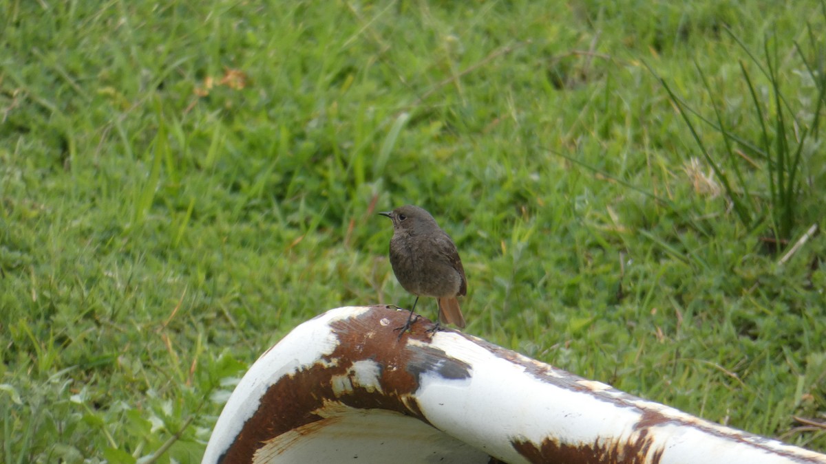 赭紅尾鴝 - ML633738819