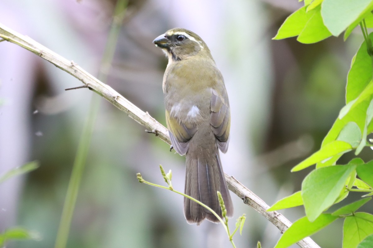 ハシブトイカル - ML633738827