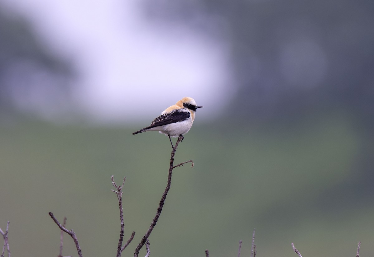 Western Black-eared Wheatear - ML633738846