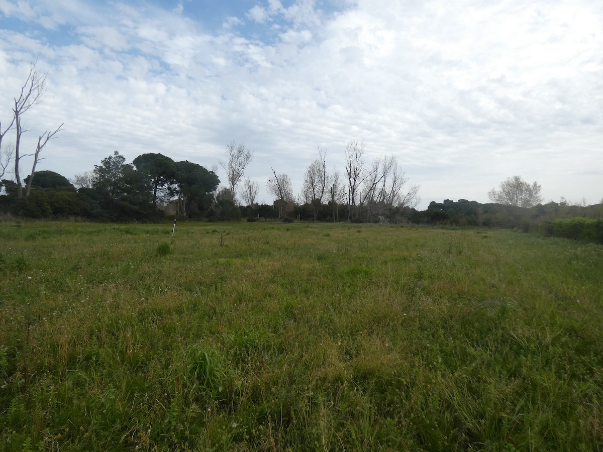 Common Quail - ML633738852