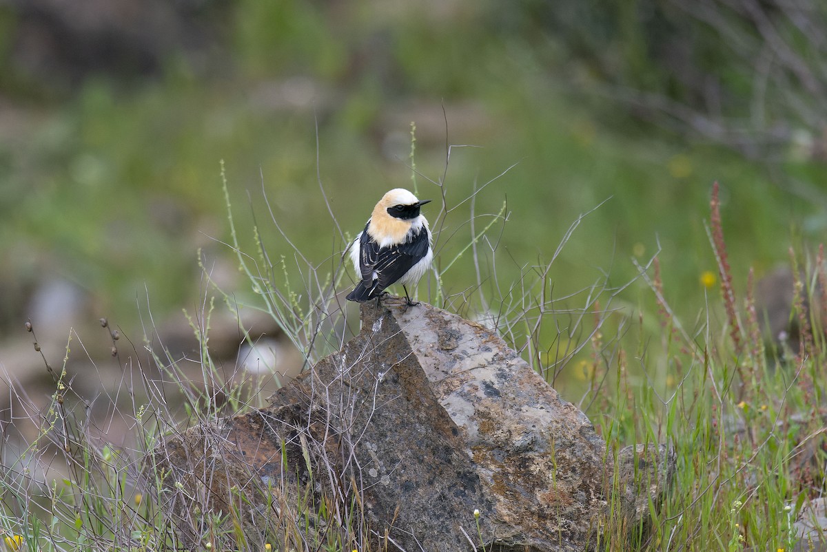 Western Black-eared Wheatear - ML633738854
