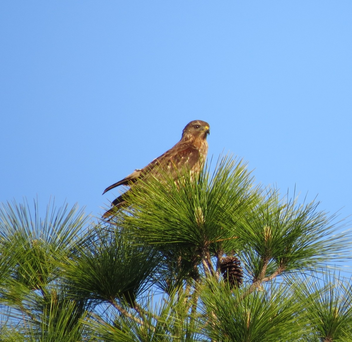 Red-shouldered Hawk - ML633738855