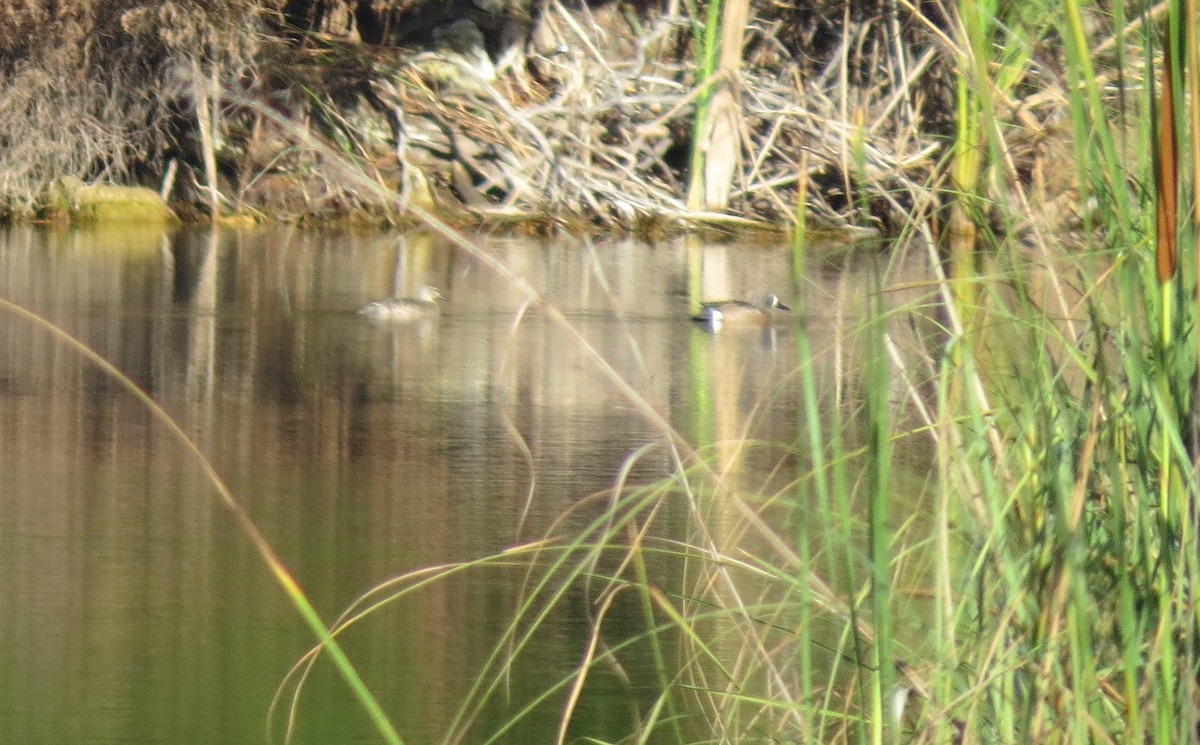 Blue-winged Teal - ML633738879