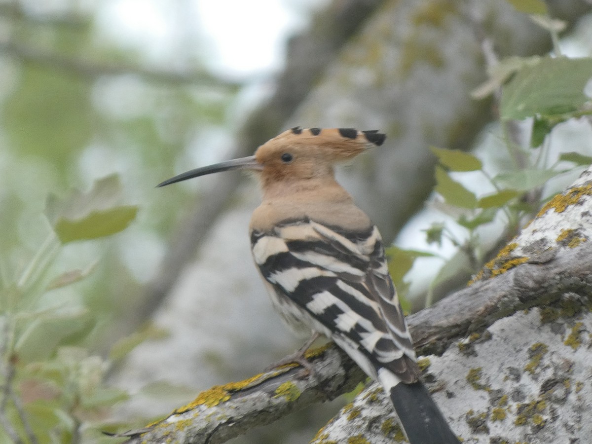 Common Hoopoe - ML633738888