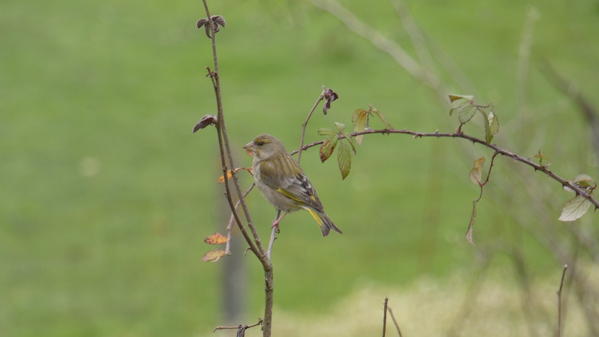 European Serin - ML633738913