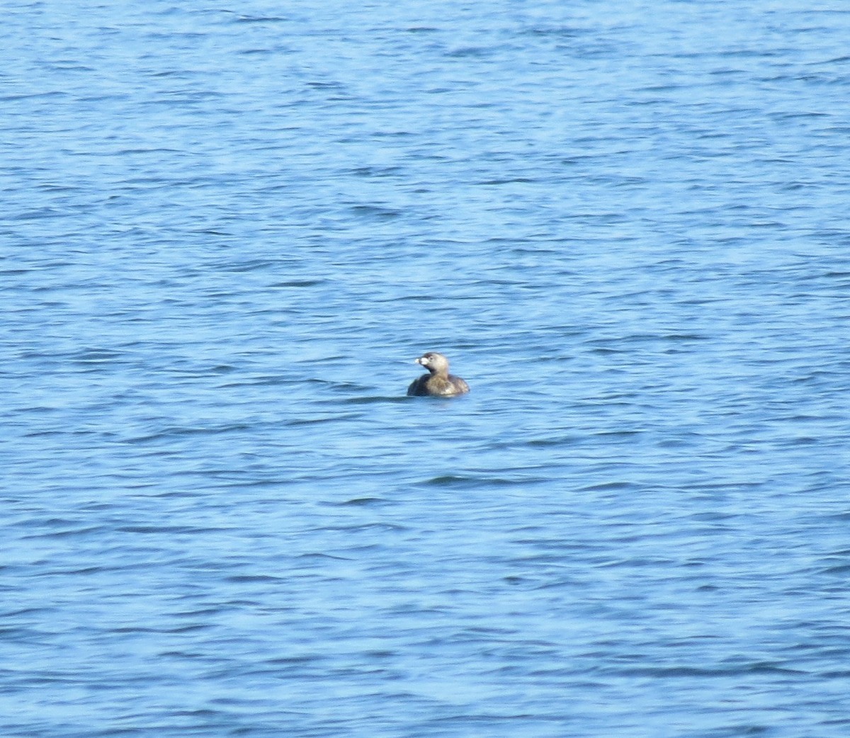 Pied-billed Grebe - ML633738931