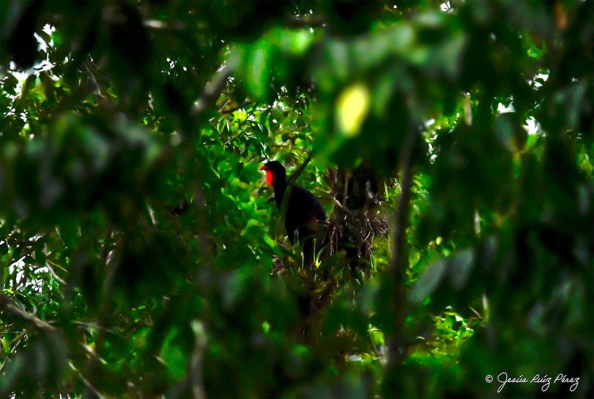 Highland Guan - ML633738942