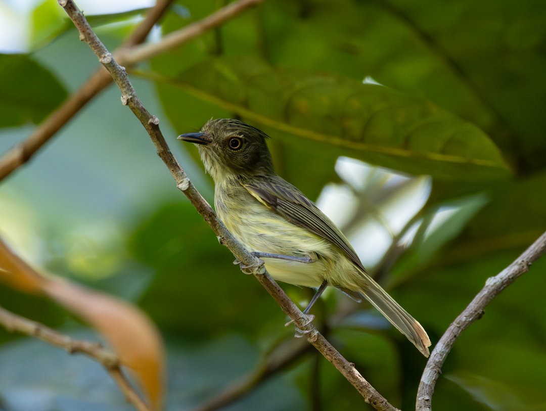 Helmeted Pygmy-Tyrant - ML633739001