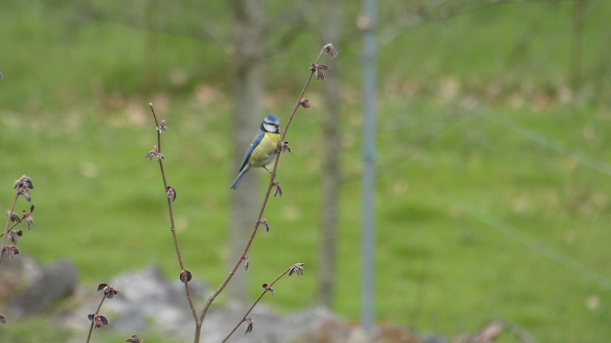 Eurasian Blue Tit - ML633739026