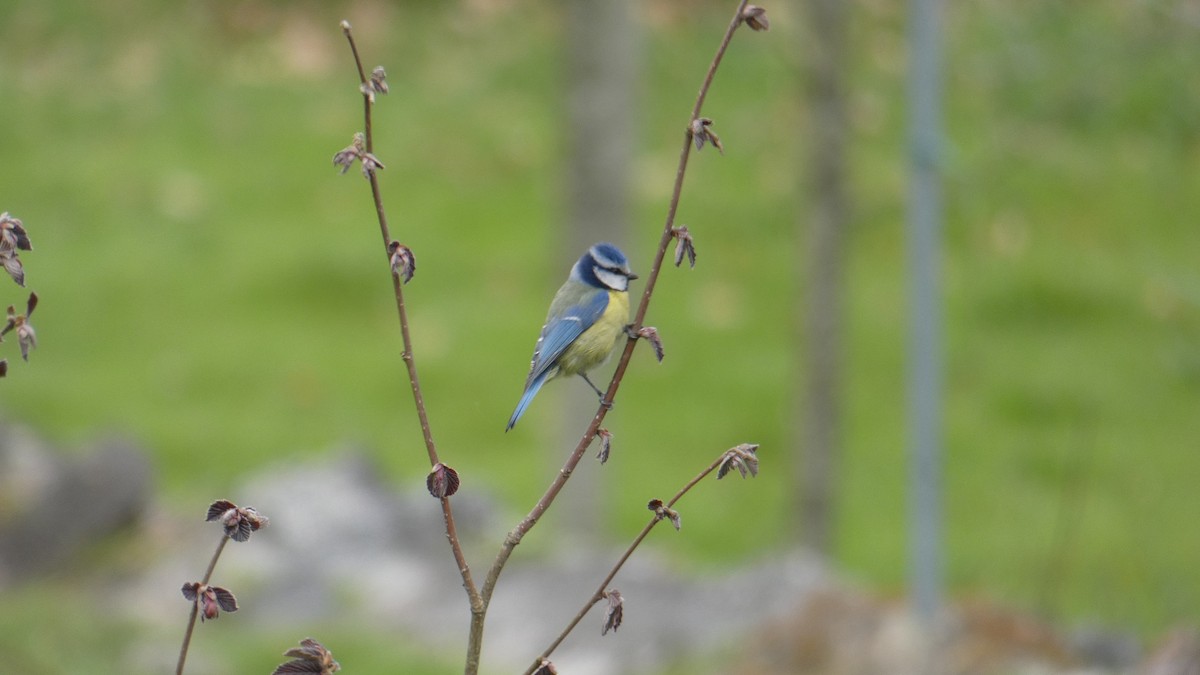 Eurasian Blue Tit - ML633739028