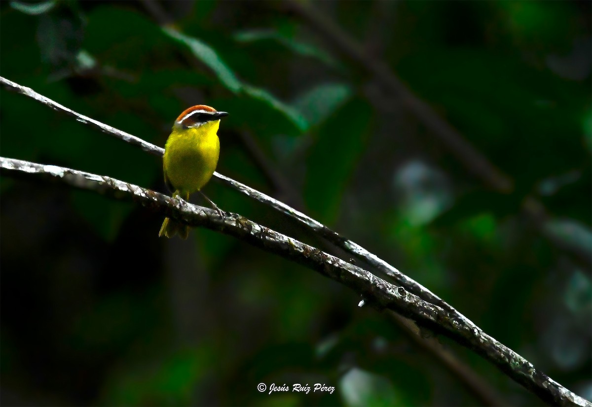 Rufous-capped Warbler (salvini) - ML633739245