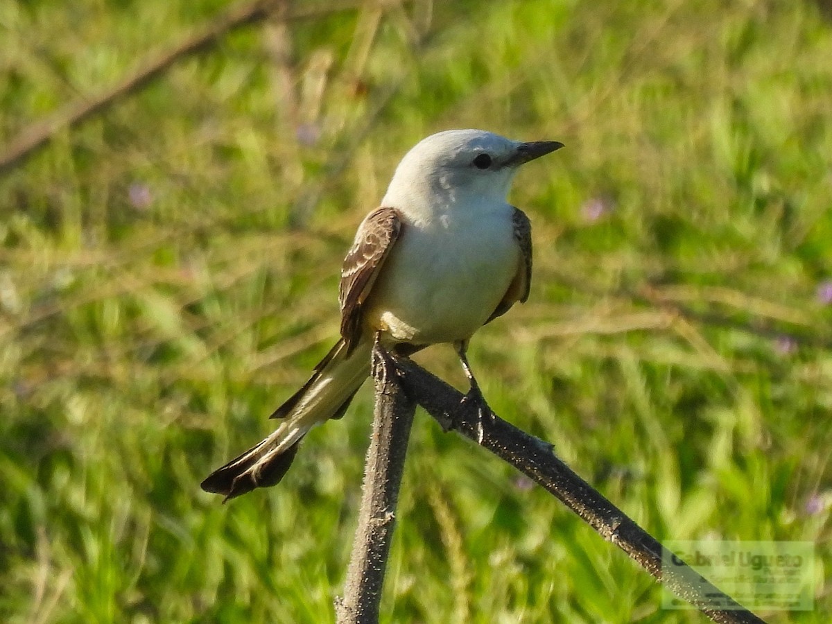 Scissor-tailed Flycatcher - ML633739310