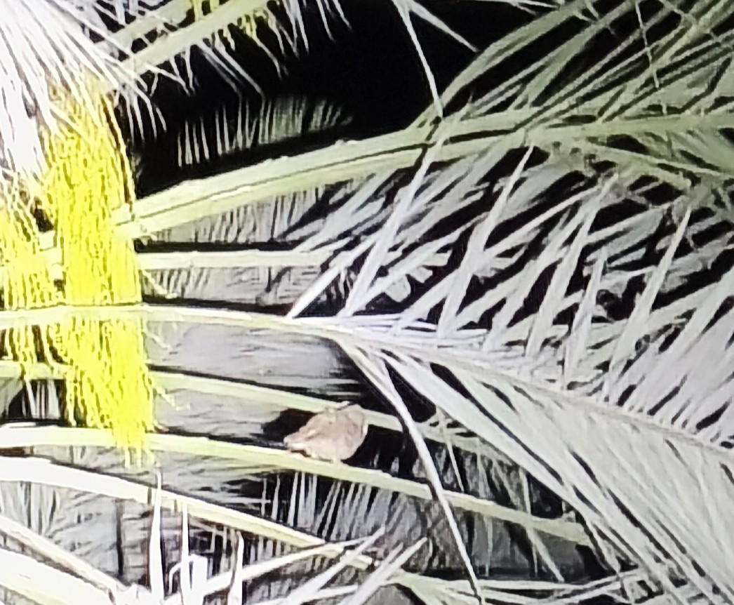 Pallid Scops-Owl - ML633739431