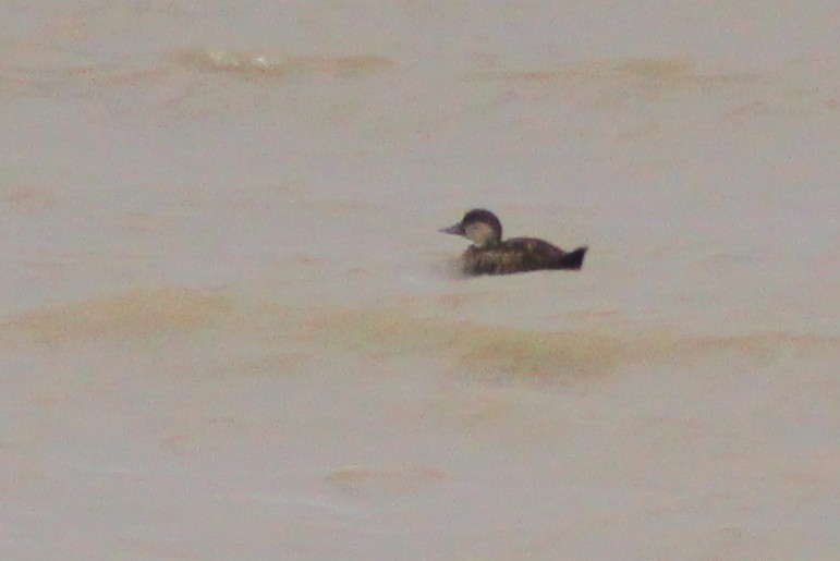 Common Scoter - ML63373951