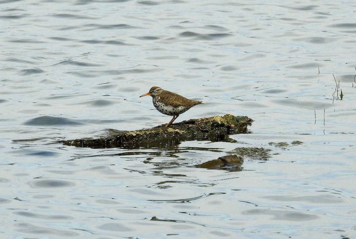 Spotted Sandpiper - ML633739549