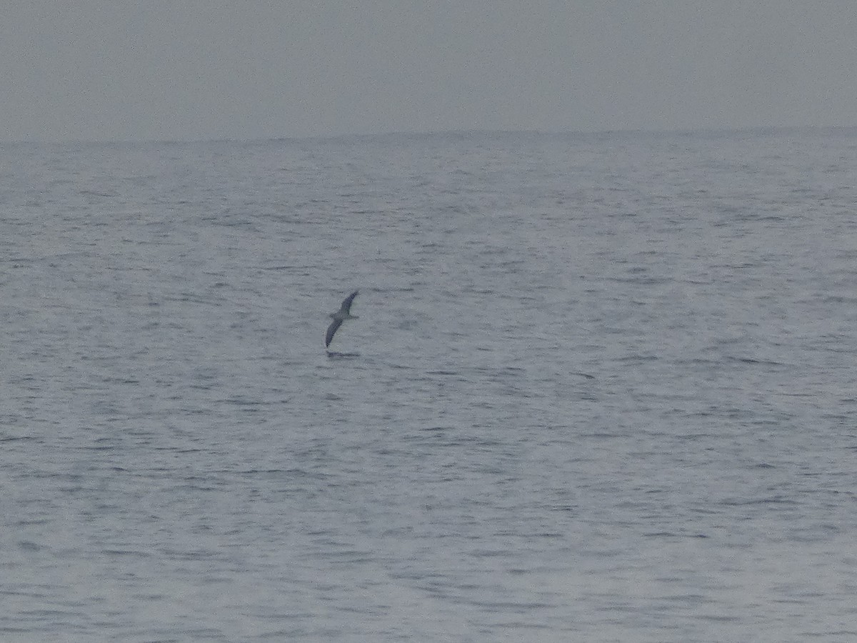 Scopoli's Shearwater - ML633739621