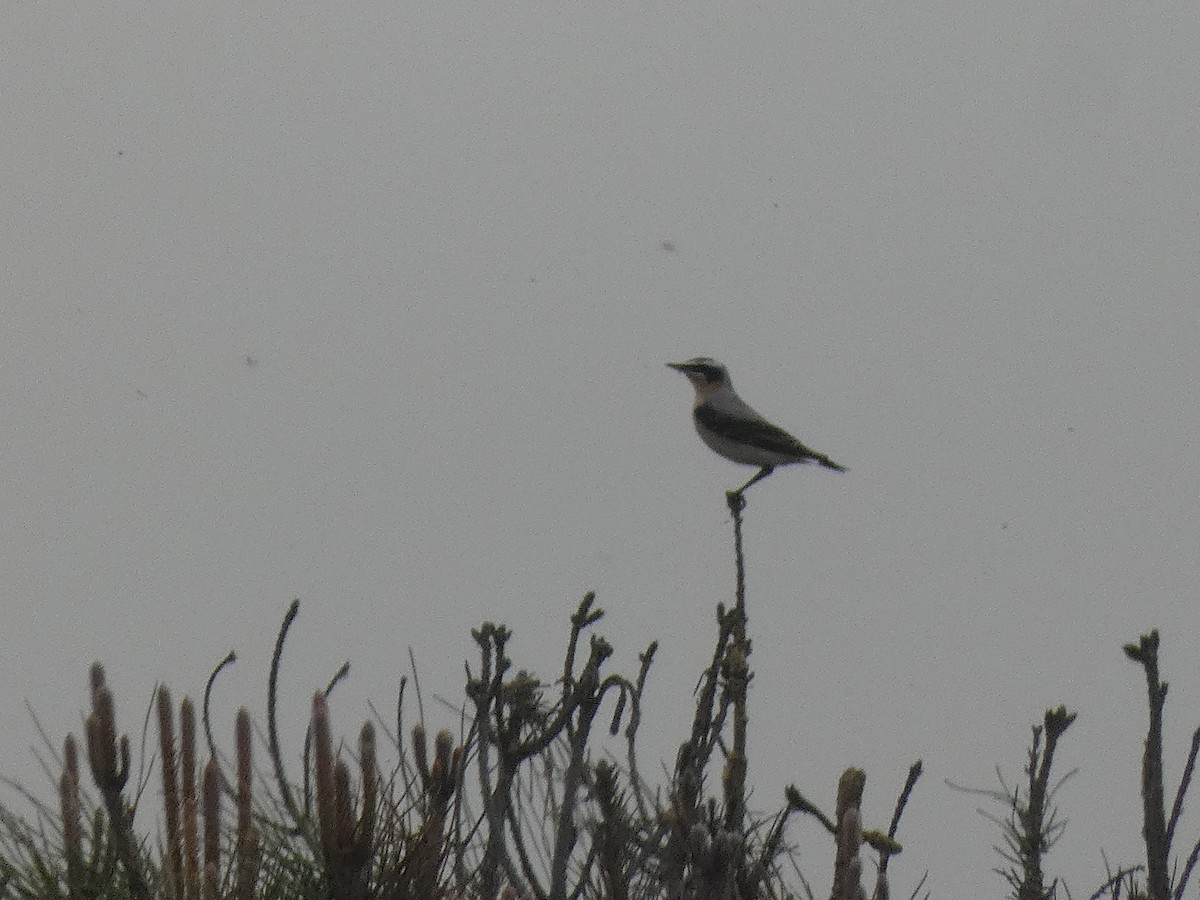 Northern Wheatear - ML633739677