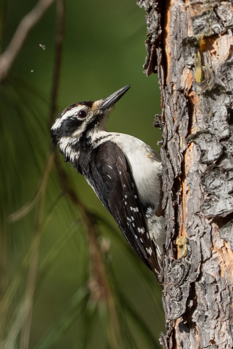Hairy Woodpecker - ML633739792