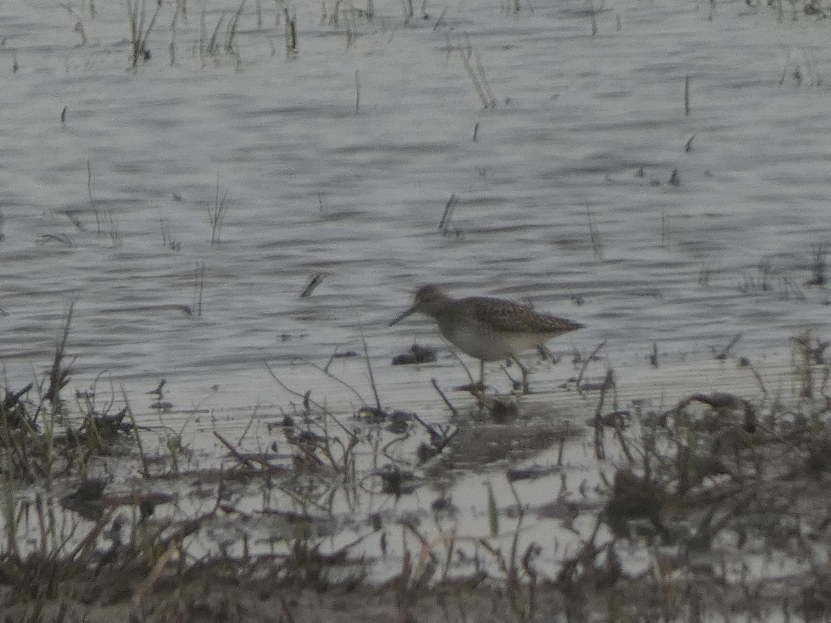 Wood Sandpiper - ML633739838