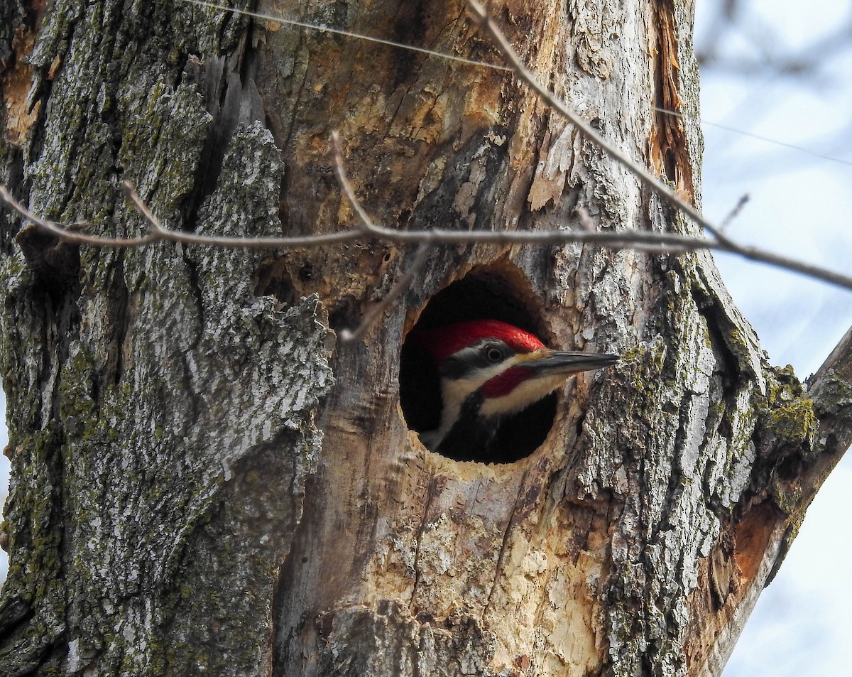 Pileated Woodpecker - ML633739886
