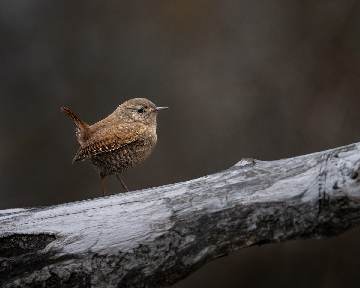 Winter Wren - ML633739990