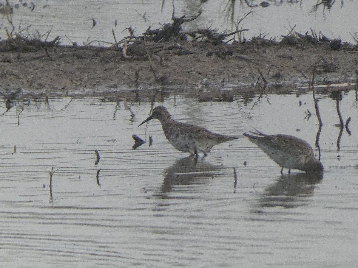 Curlew Sandpiper - ML633739992