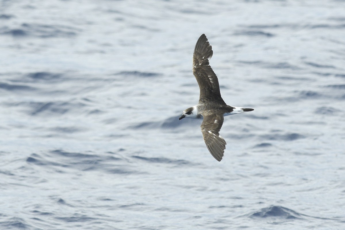 Black-capped Petrel - ML633740016