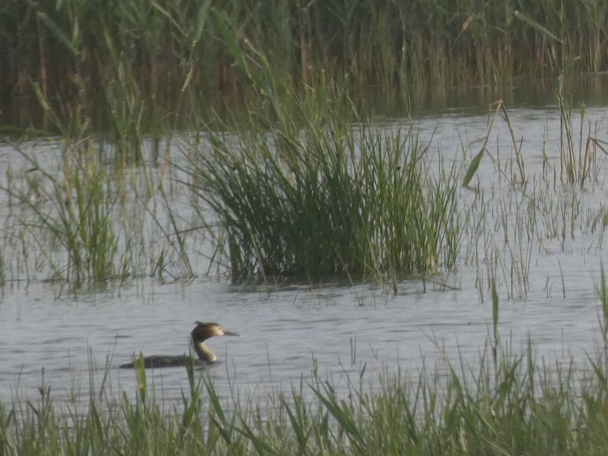 Great Crested Grebe - ML633740063