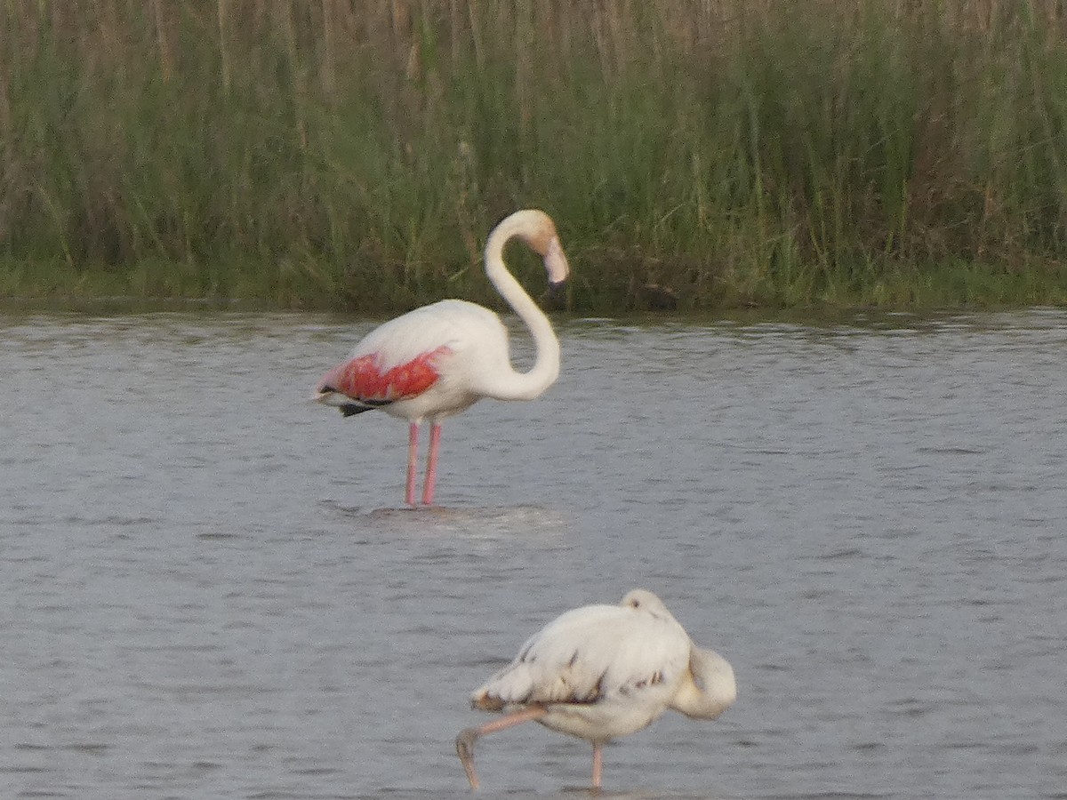 Greater Flamingo - ML633740112