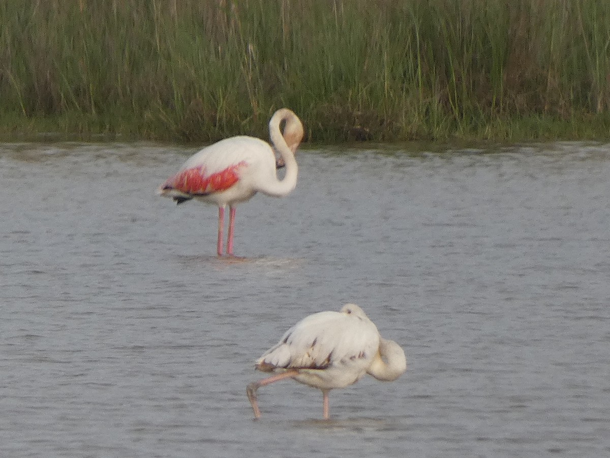 Greater Flamingo - ML633740113
