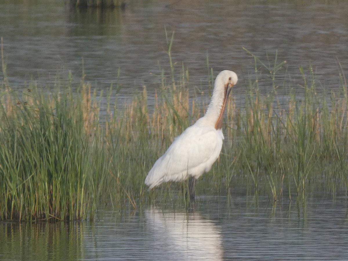 Eurasian Spoonbill - ML633740170