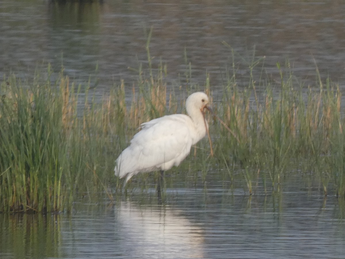 Eurasian Spoonbill - ML633740171