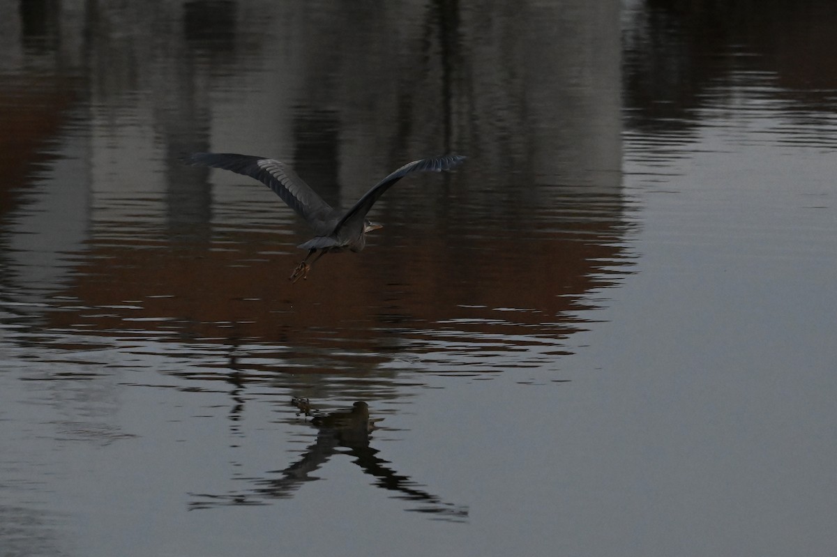Great Blue Heron (Great Blue) - ML633740217