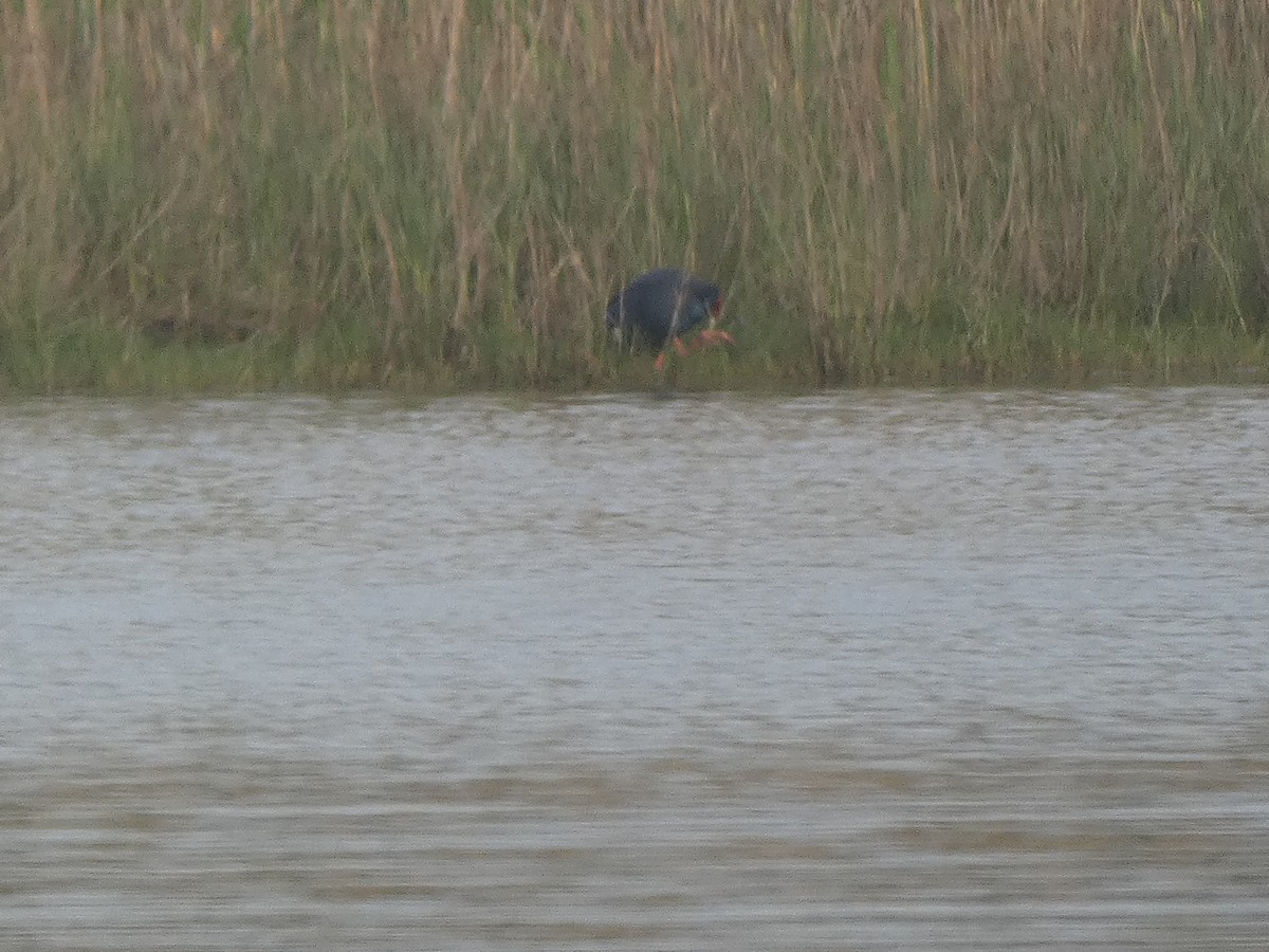 Western Swamphen - ML633740287