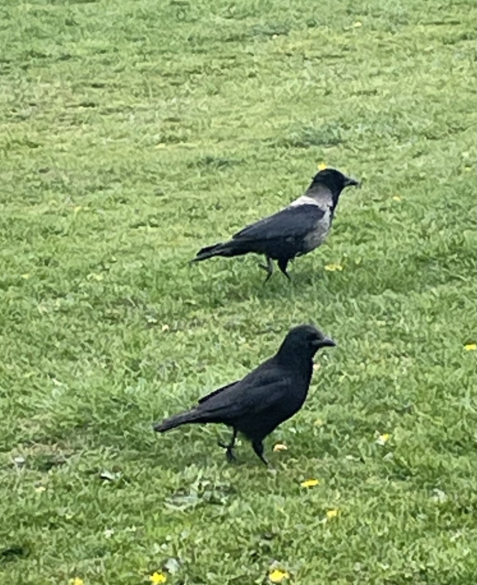 Carrion x Hooded Crow (hybrid) - ML633740574