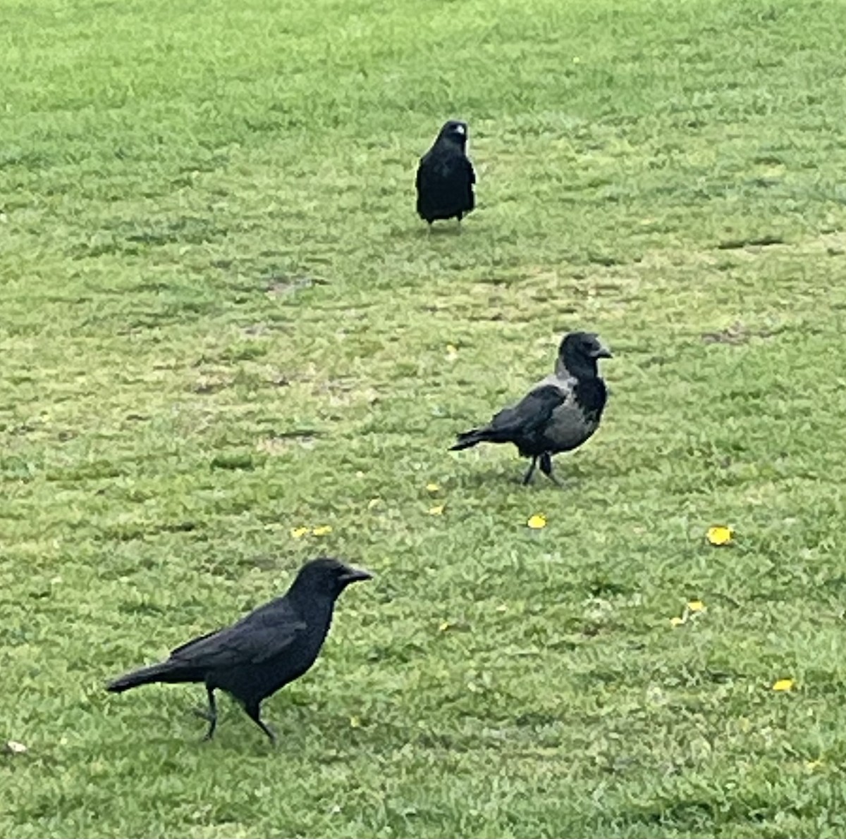 Carrion x Hooded Crow (hybrid) - ML633740575