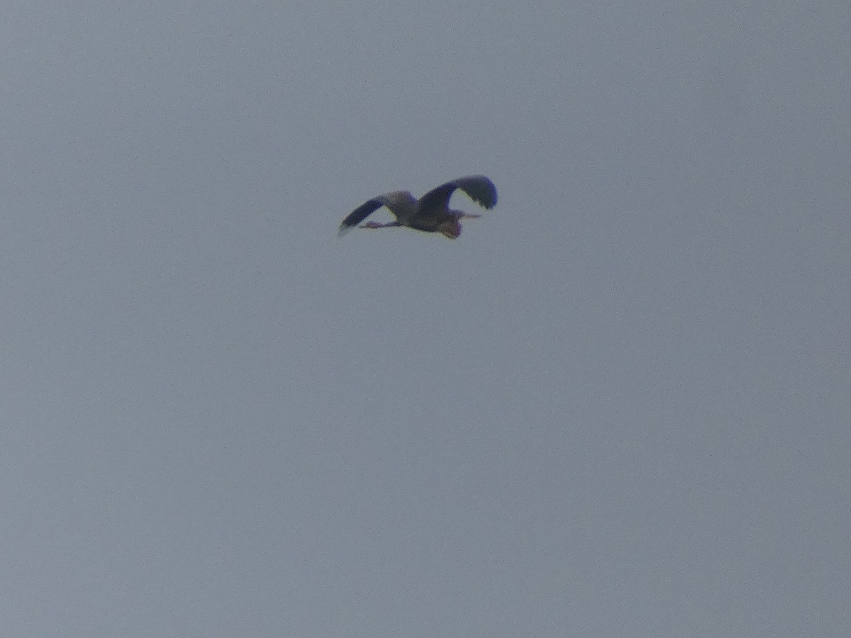 Purple Heron - ML633740630