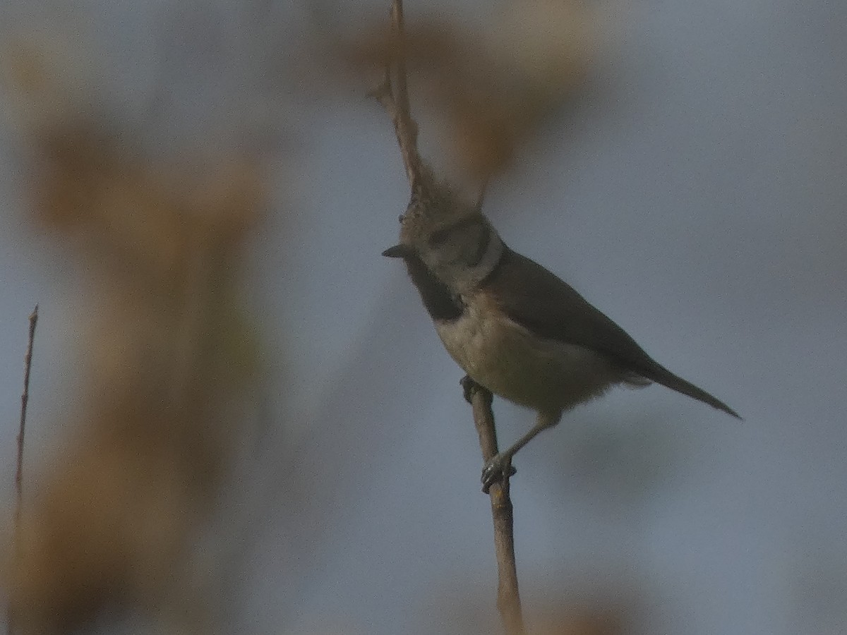 Crested Tit - ML633740681