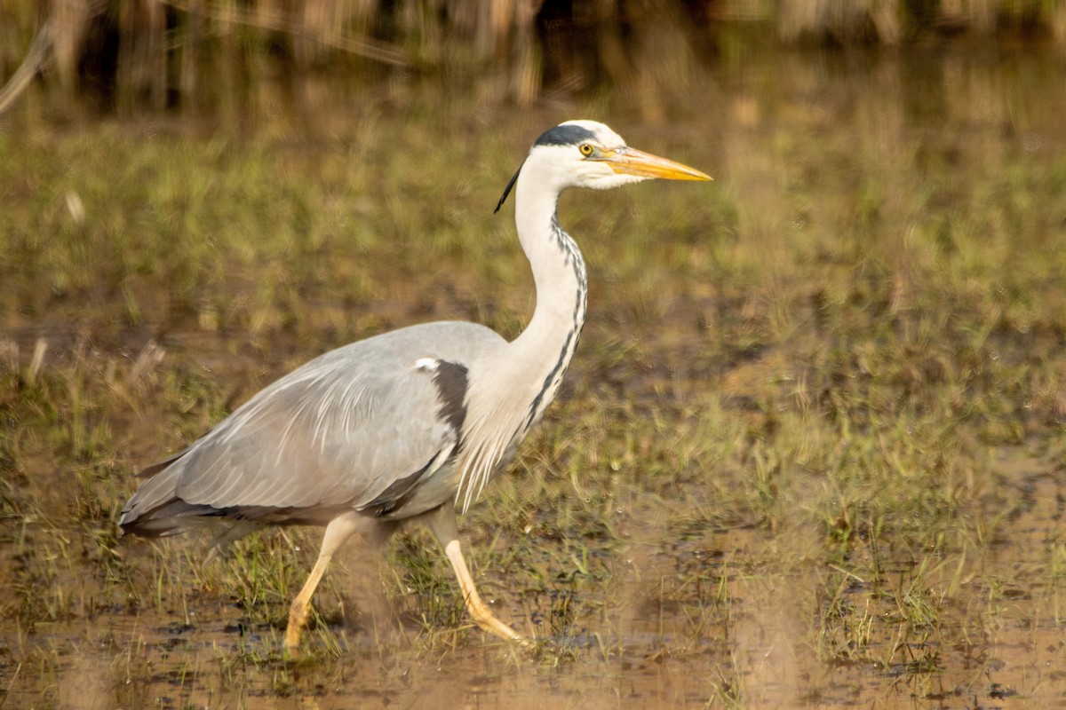 Gray Heron - ML633740691