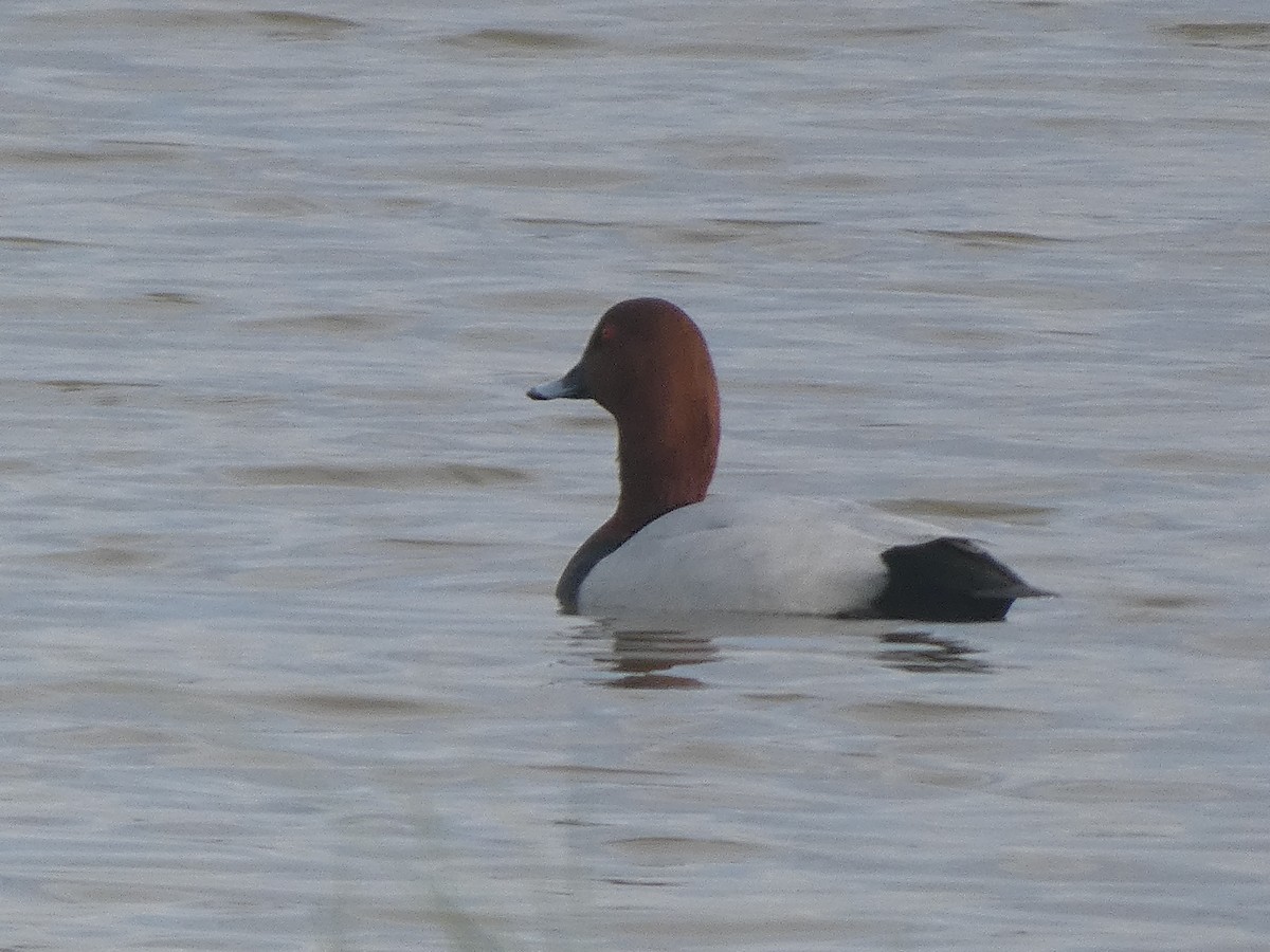 Common Pochard - ML633740740