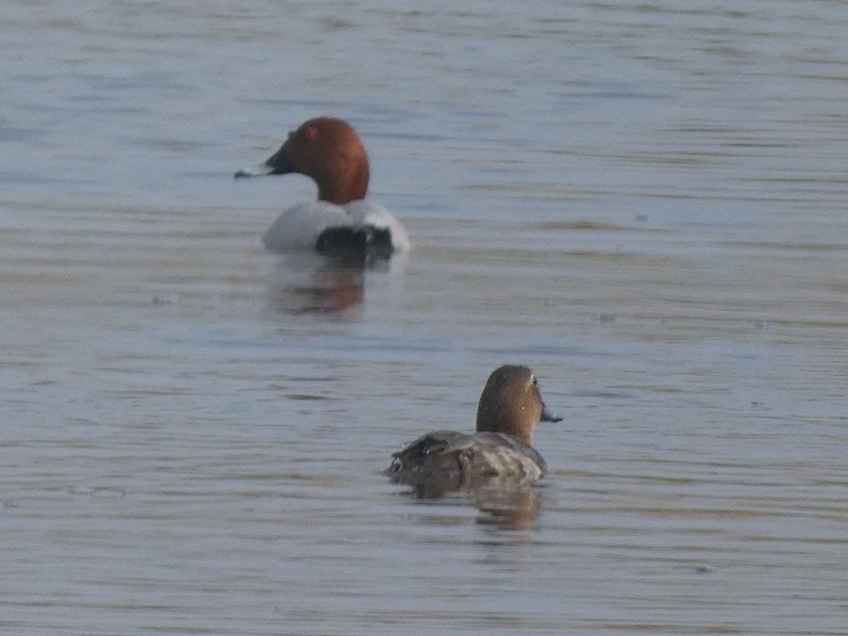 Common Pochard - ML633740741