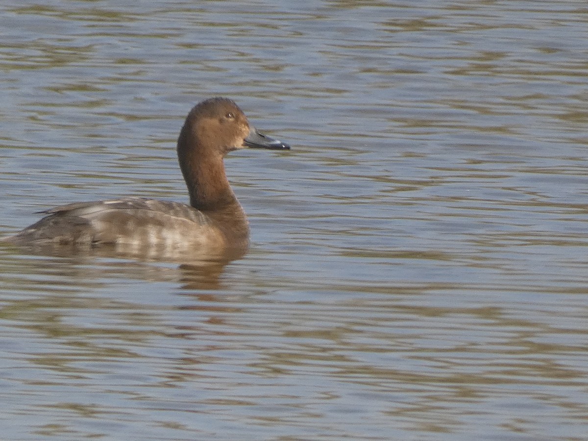 Common Pochard - ML633740742