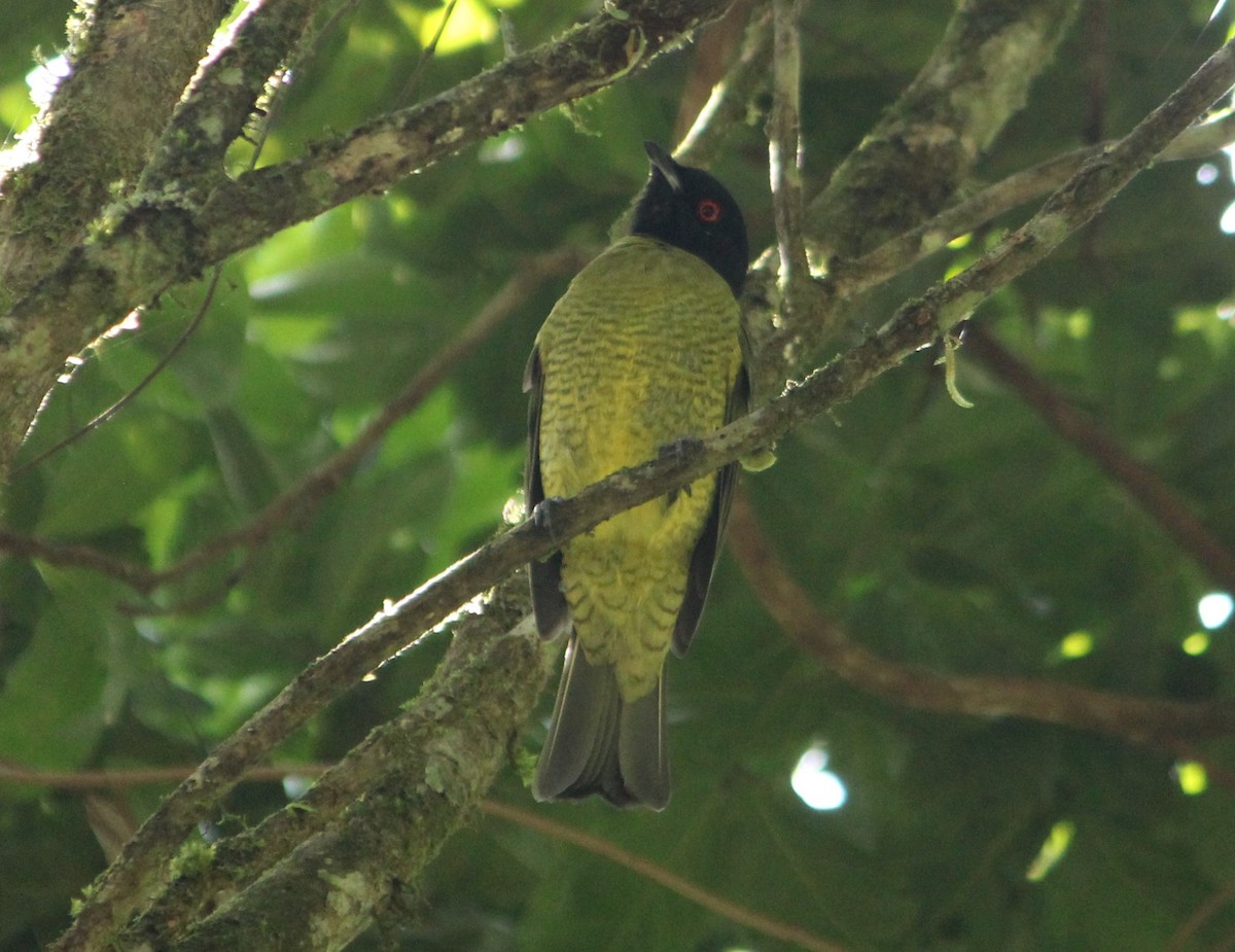 Black-headed Berryeater - ML633740765