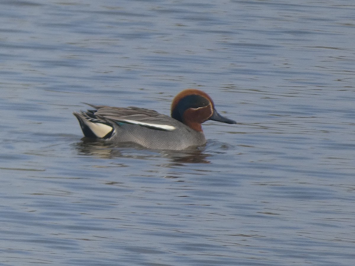 Green-winged Teal - ML633740774