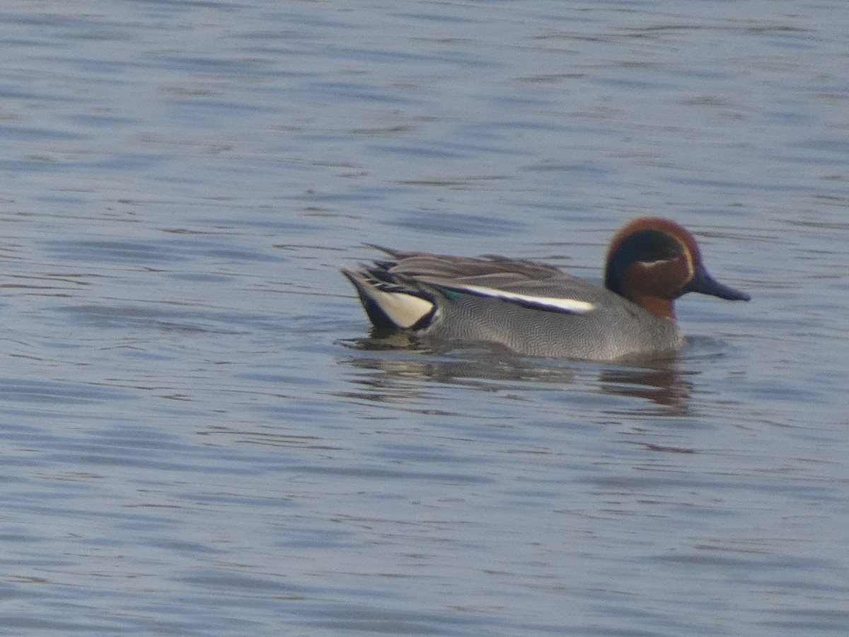 Green-winged Teal - ML633740775