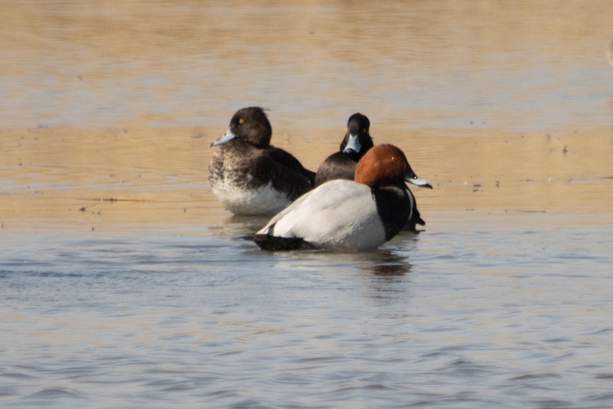 Common Pochard - ML633740817