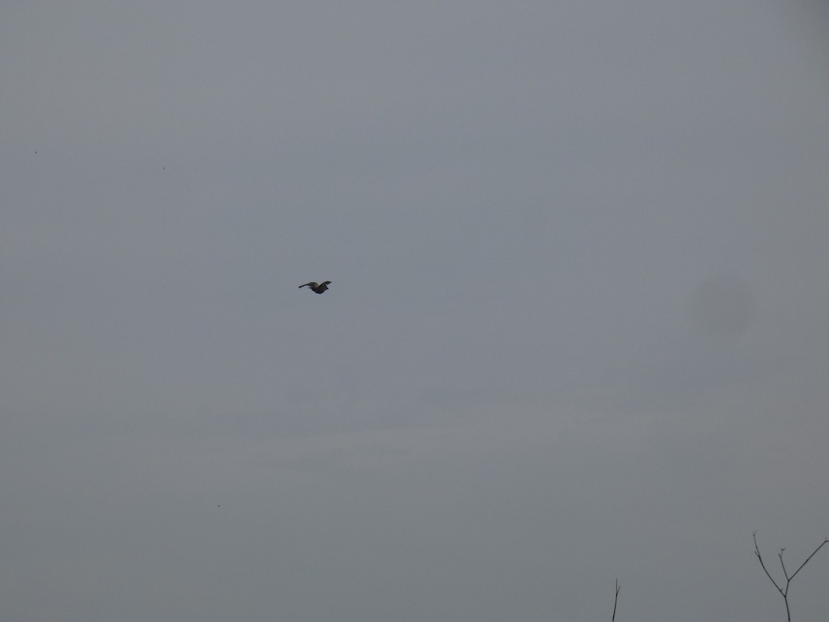 Hooded Crow - ML633740917