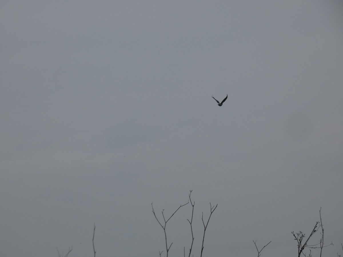 Hooded Crow - ML633740919