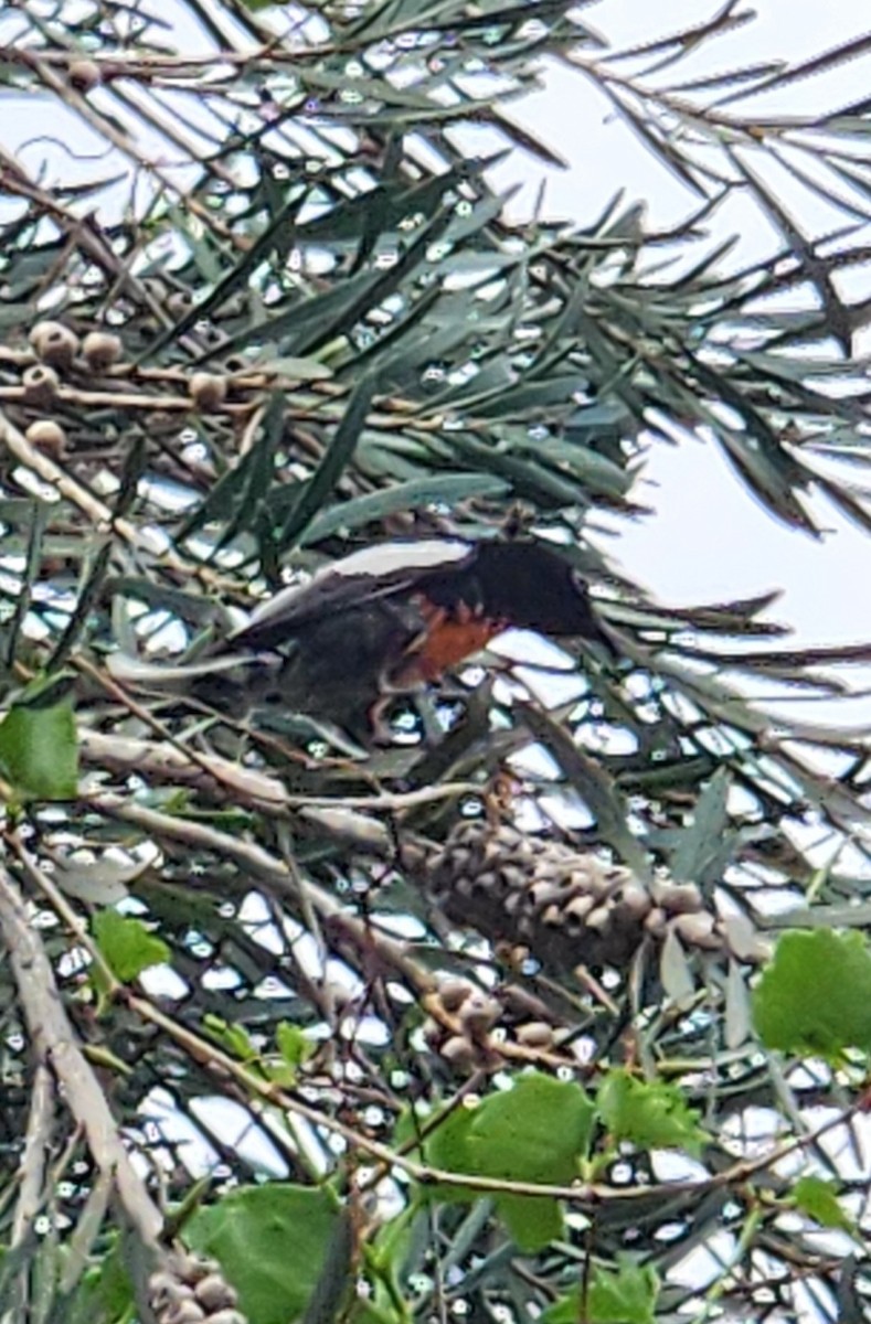 Painted Redstart - ML633740984