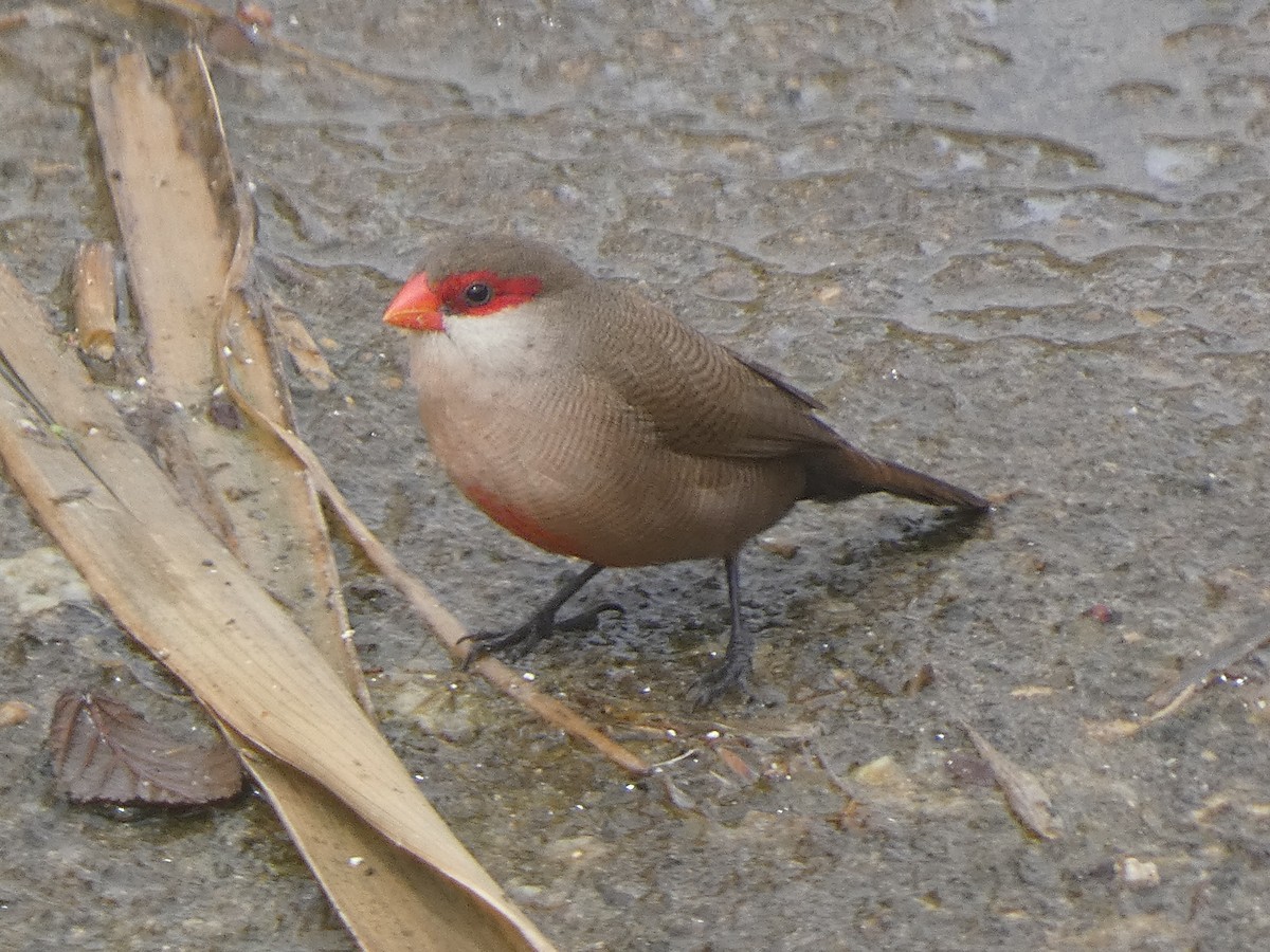 Common Waxbill - ML633741004